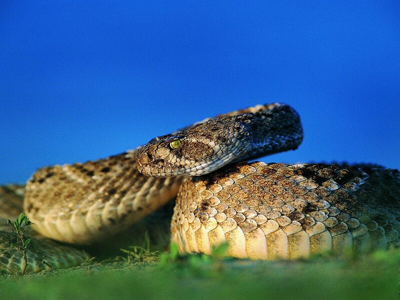 coiled rattlesnake on grass