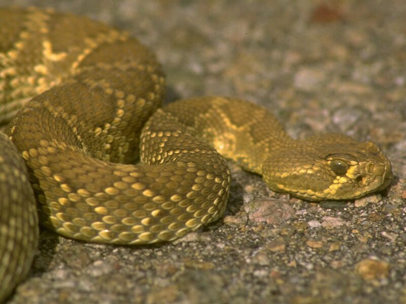 coiled rattlesnake on gravel