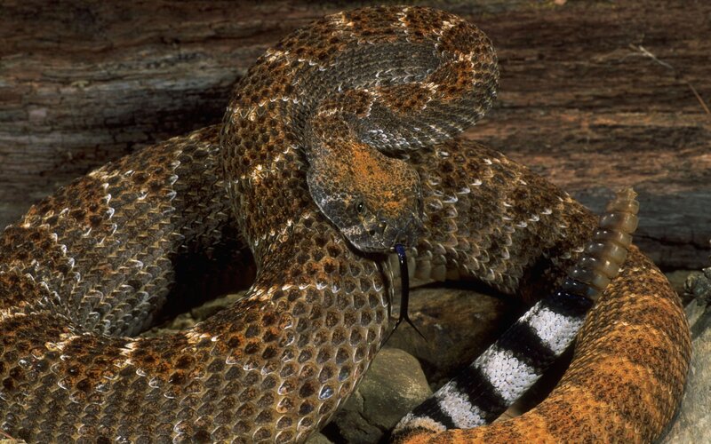 coiled rattlesnake on log