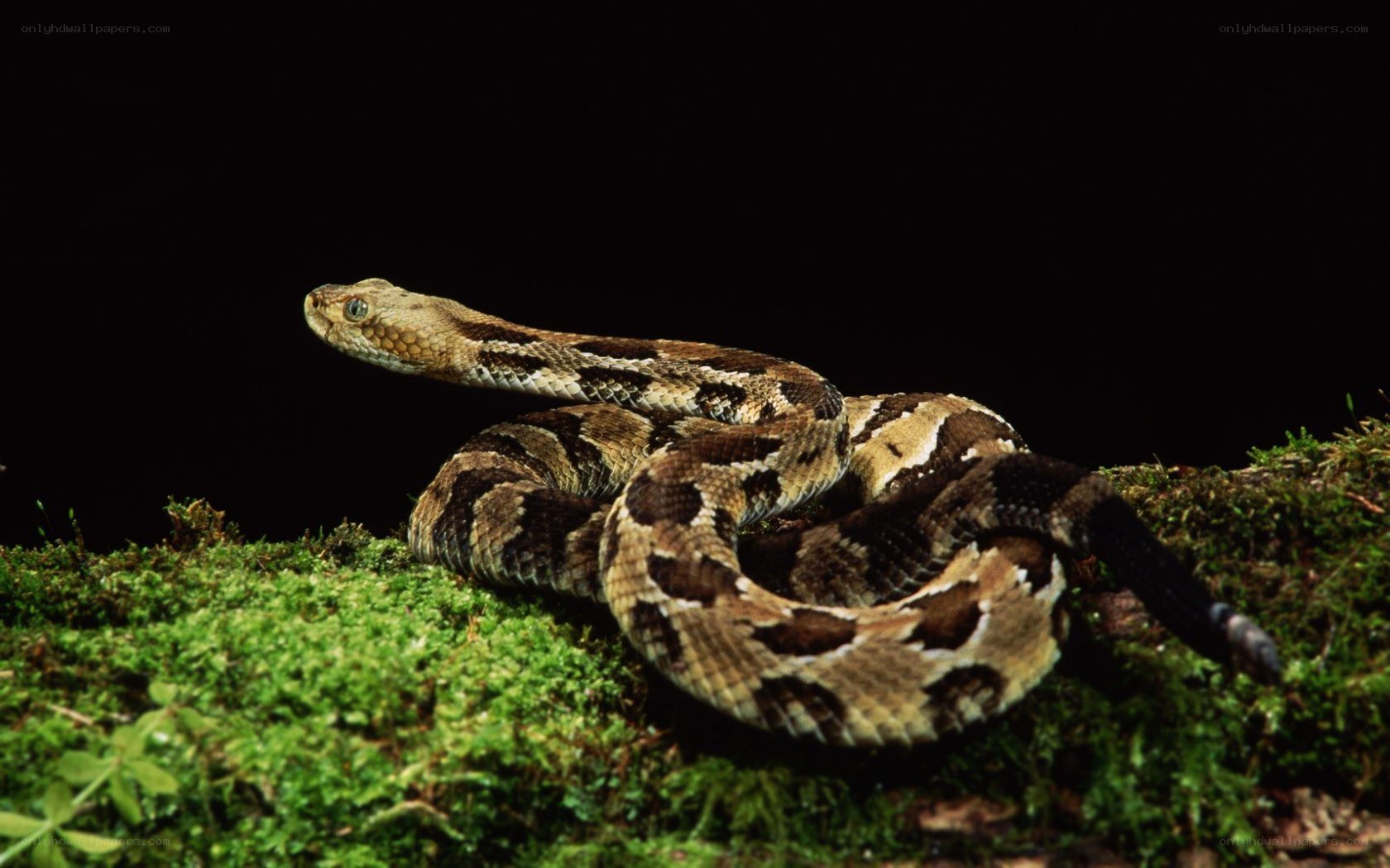 coiled rattlesnake on moss