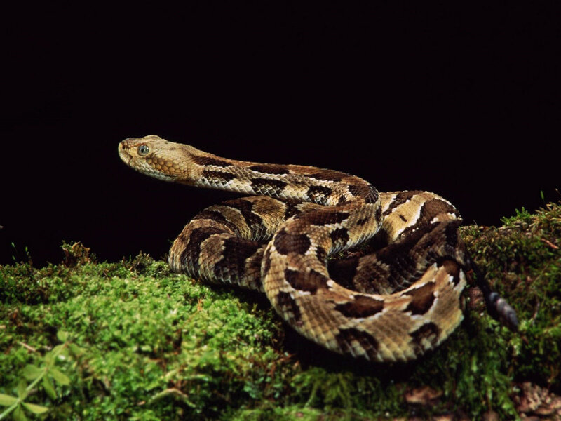 coiled rattlesnake on moss