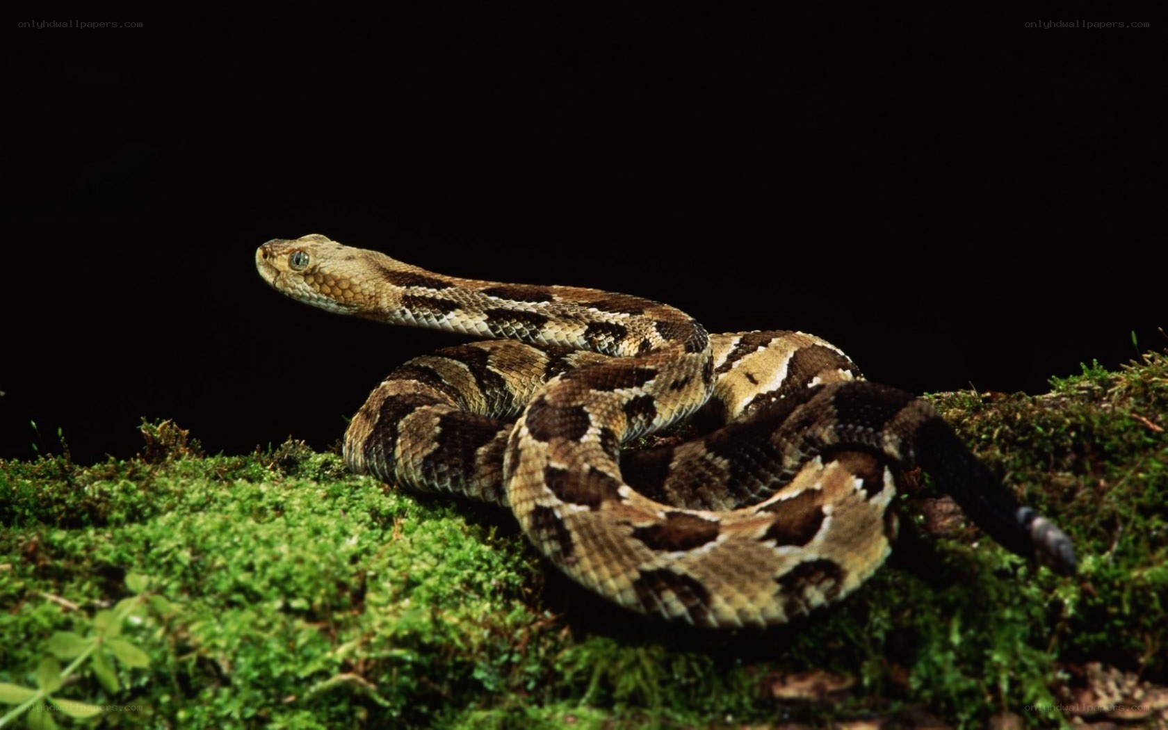coiled rattlesnake on moss