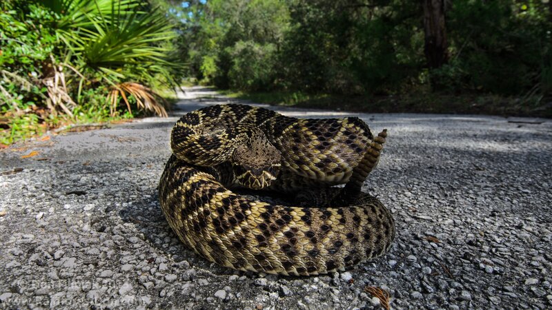 Coiled Rattlesnake on Road