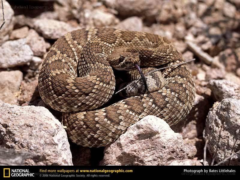 coiled rattlesnake on rocks