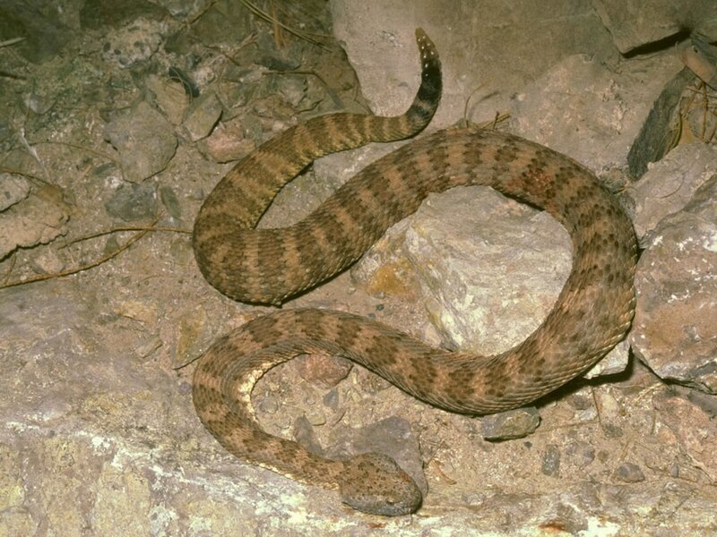 coiled rattlesnake on rocks