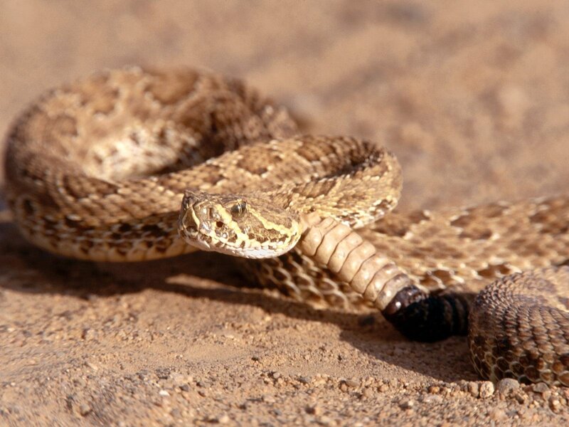 coiled rattlesnake on sand