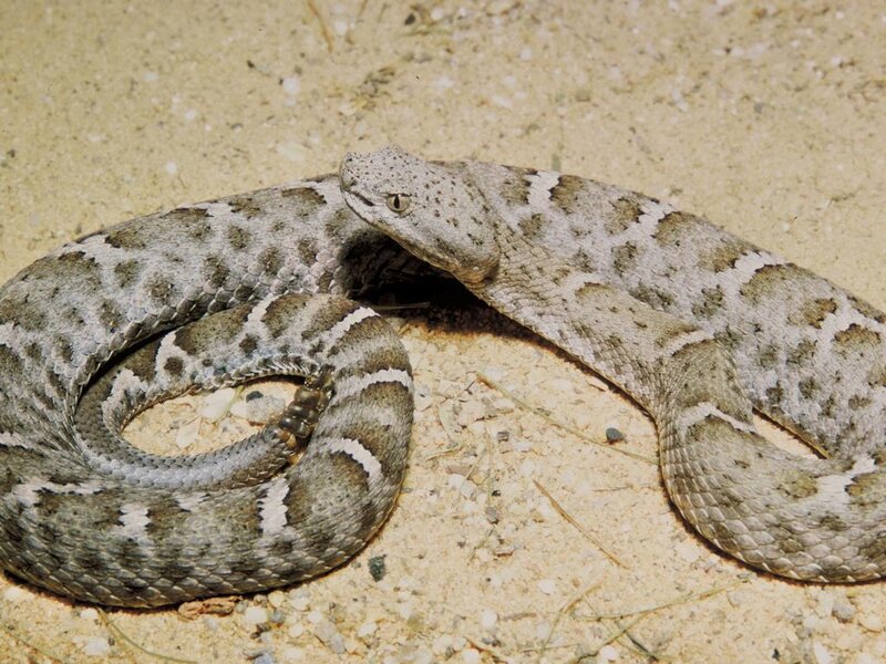 coiled rattlesnake on sand