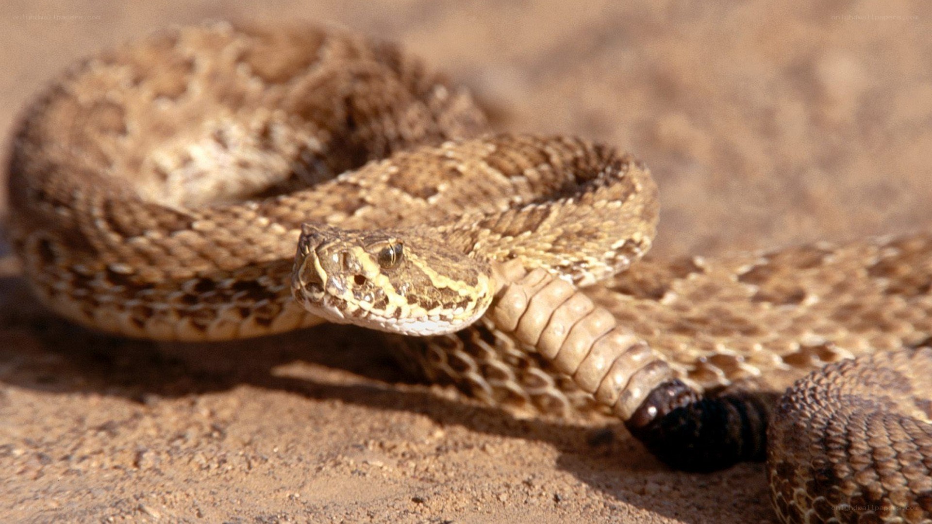 coiled rattlesnake on sand
