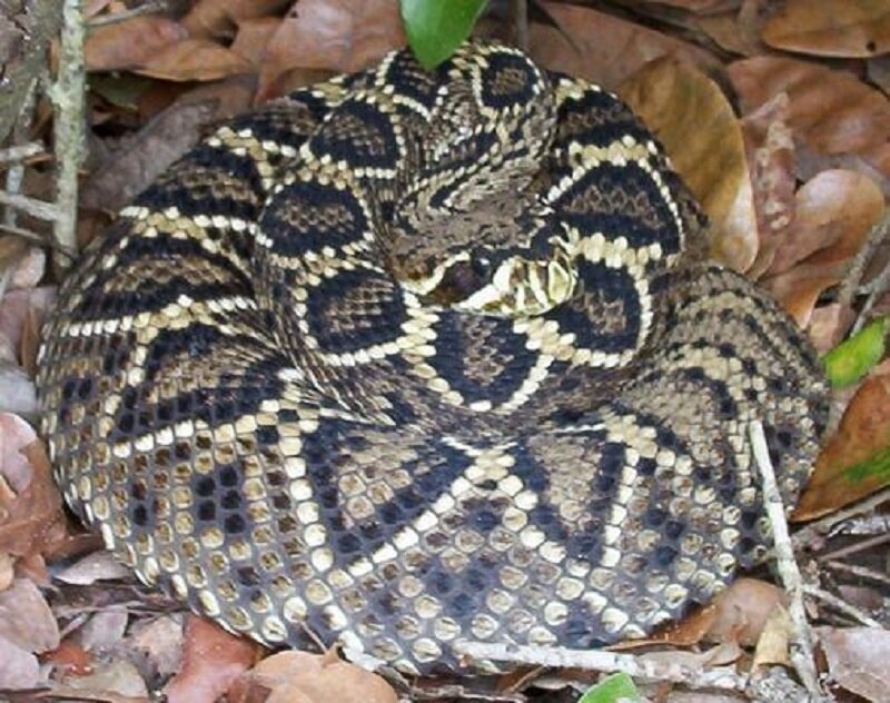 Coiled Rattlesnake