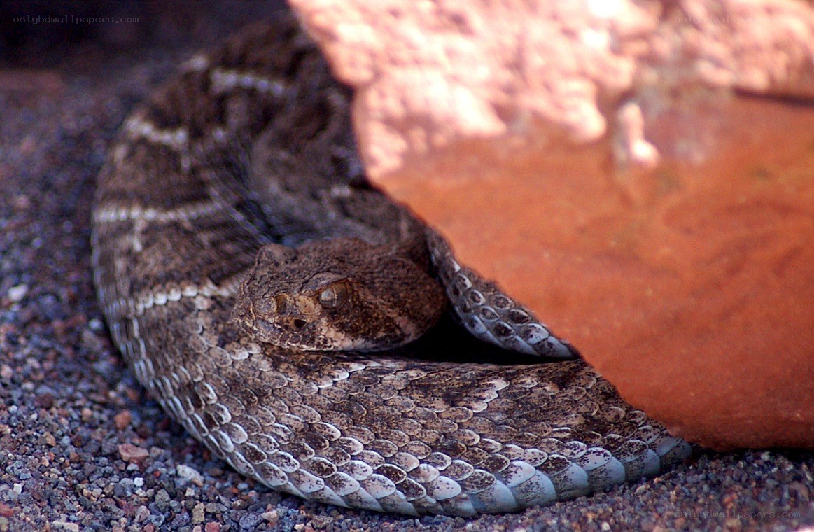 coiled rattlesnake under rock