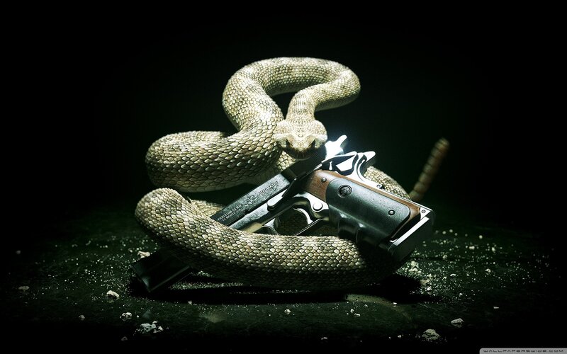 Coiled Rattlesnake with Gun — Black, Dramatic, Photograph