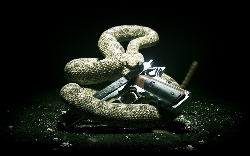Coiled Rattlesnake with Gun — Dramatic