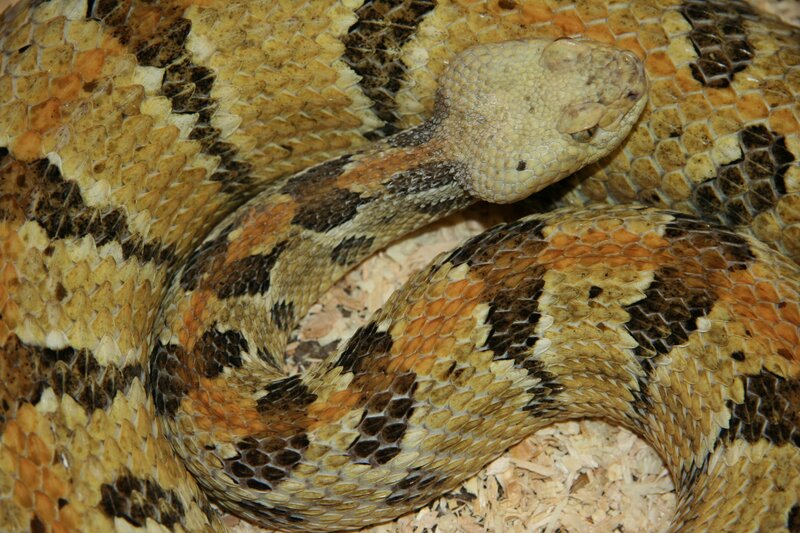 coiled rattlesnake with patterned scales