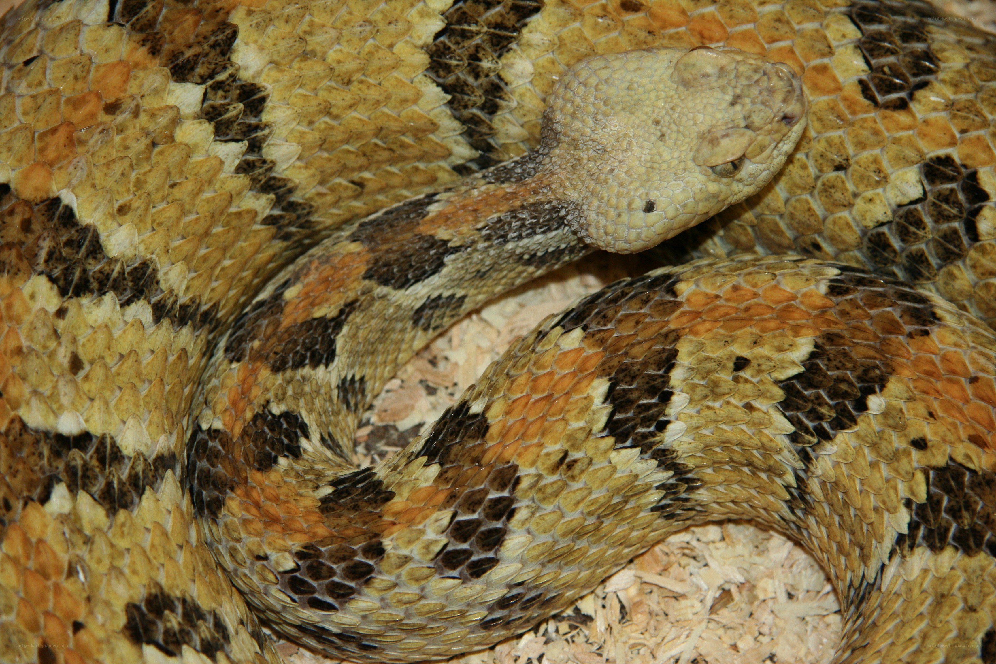 coiled rattlesnake with patterned scales