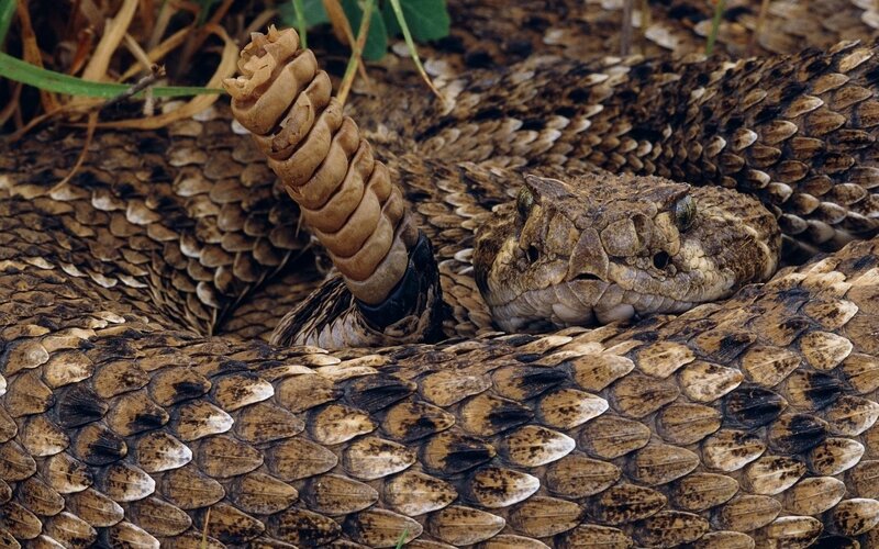 coiled rattlesnake with rattle