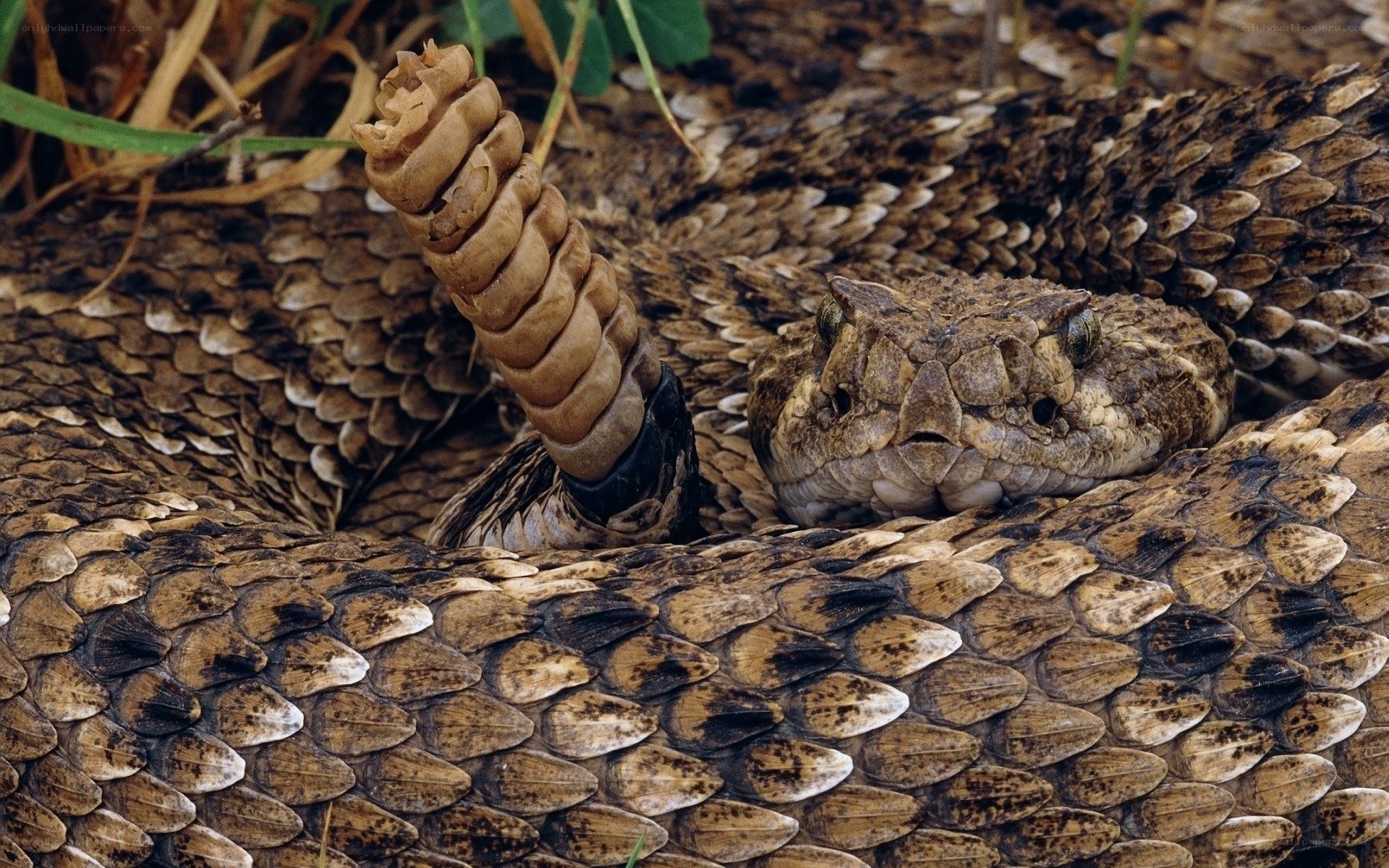 coiled rattlesnake with rattle