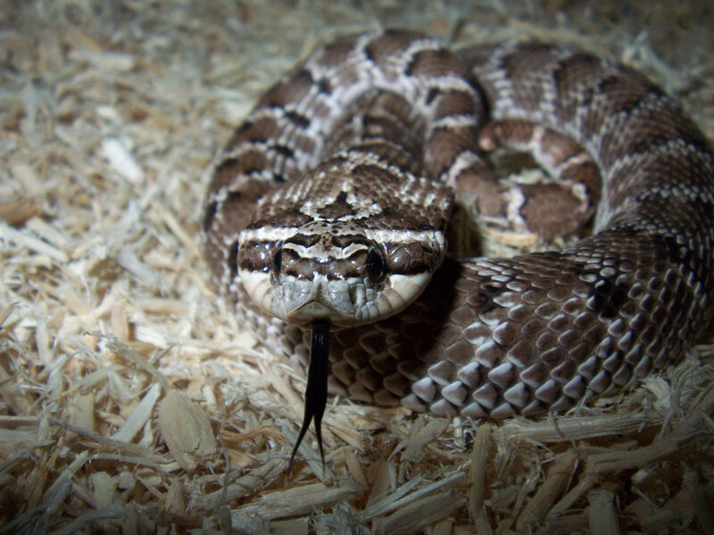 coiled rattlesnake with tongue out