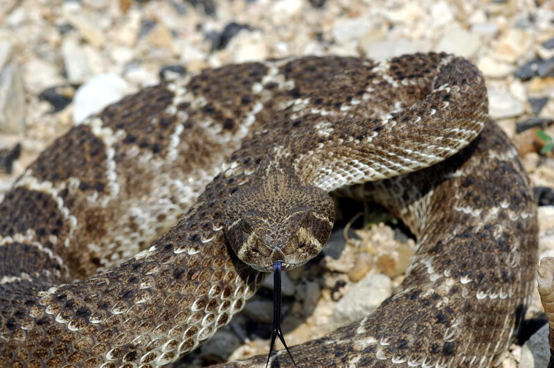 coiled rattlesnake with tongue out