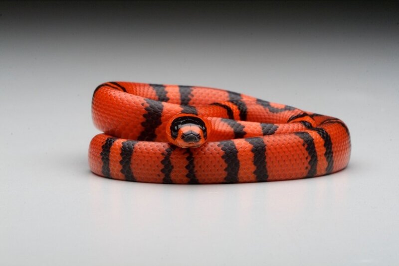 coiled red and black snake