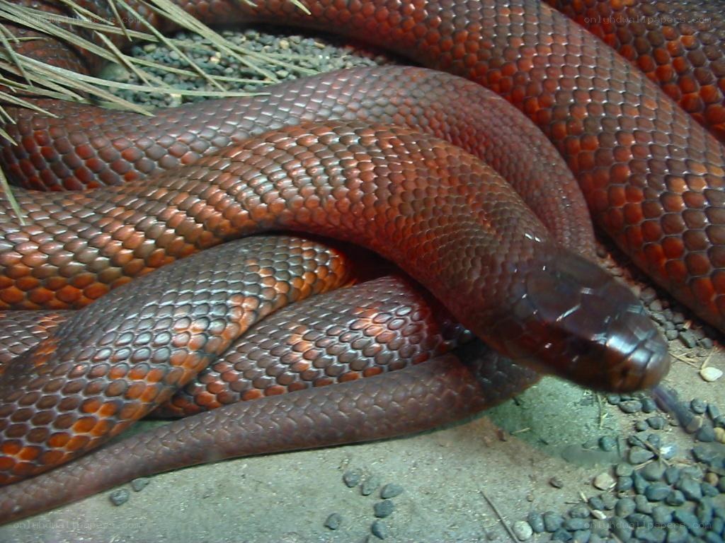 coiled red snake on gravel