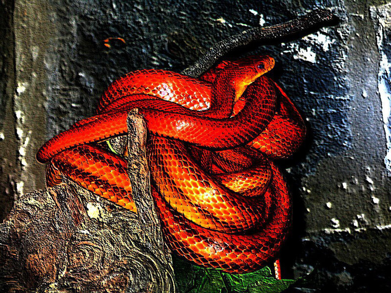 Coiled Red Snake