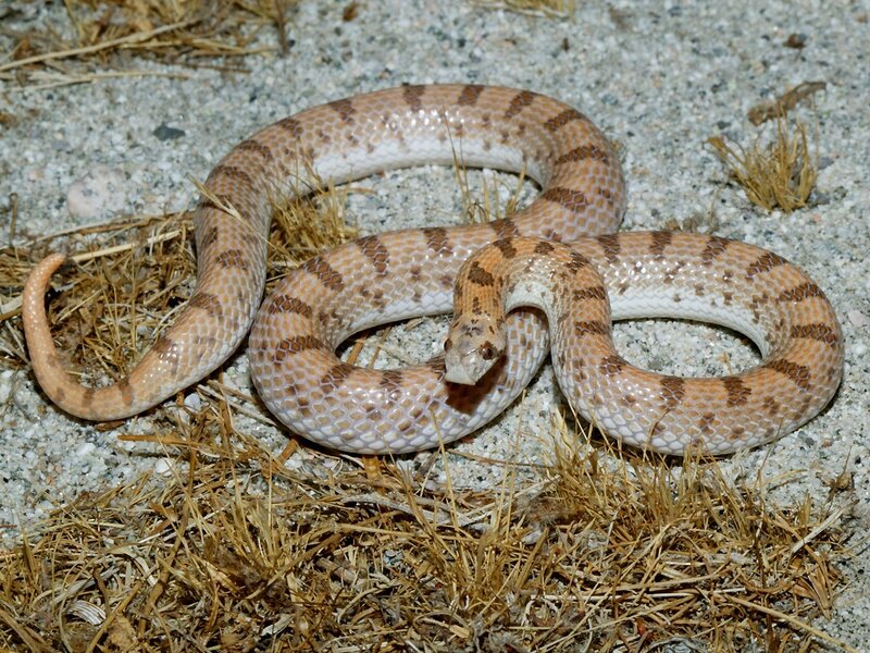 Coiled Sand Snake