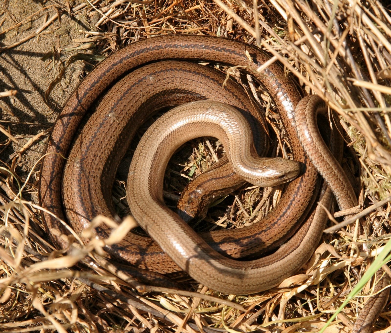 coiled slow worm in dry grass
