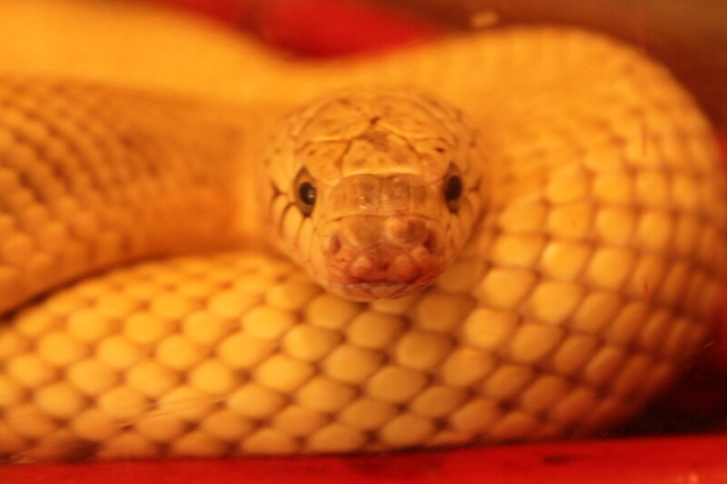 Coiled Snake Close-up