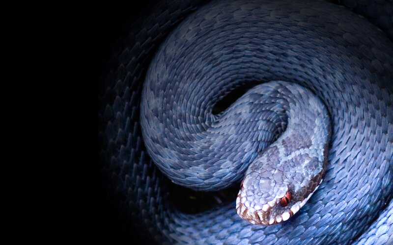 coiled snake in darkness