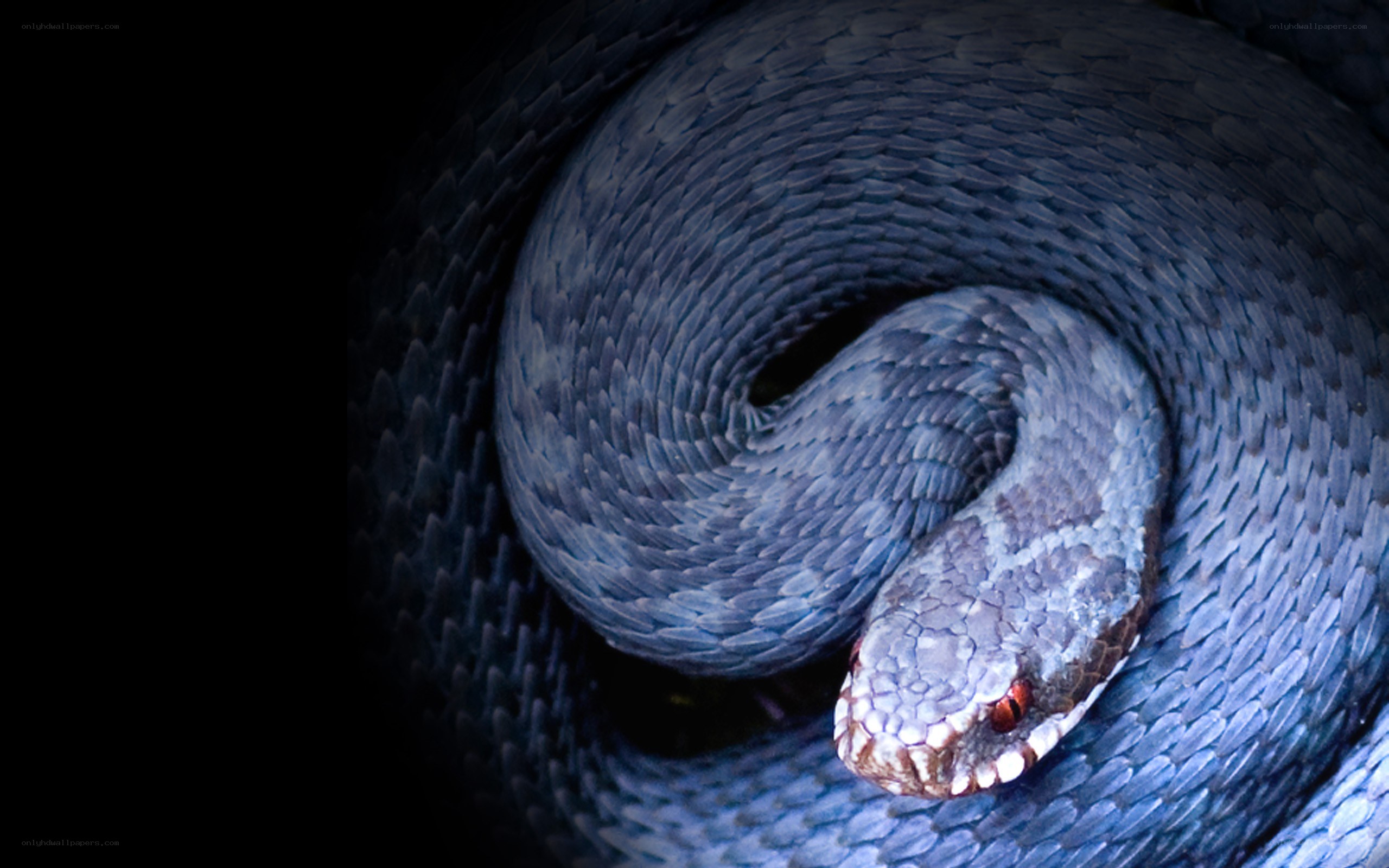 coiled snake in darkness