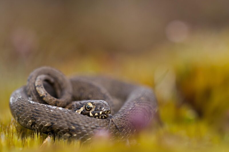 Coiled Snake in Grass — Brown