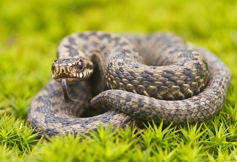 Coiled Snake in Grass — Green, Alert