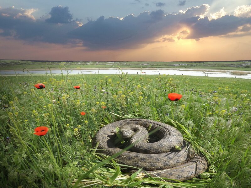Coiled Snake in Grass — Green