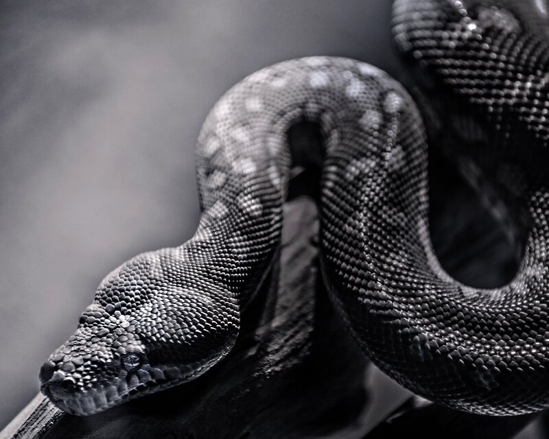 coiled snake in grayscale