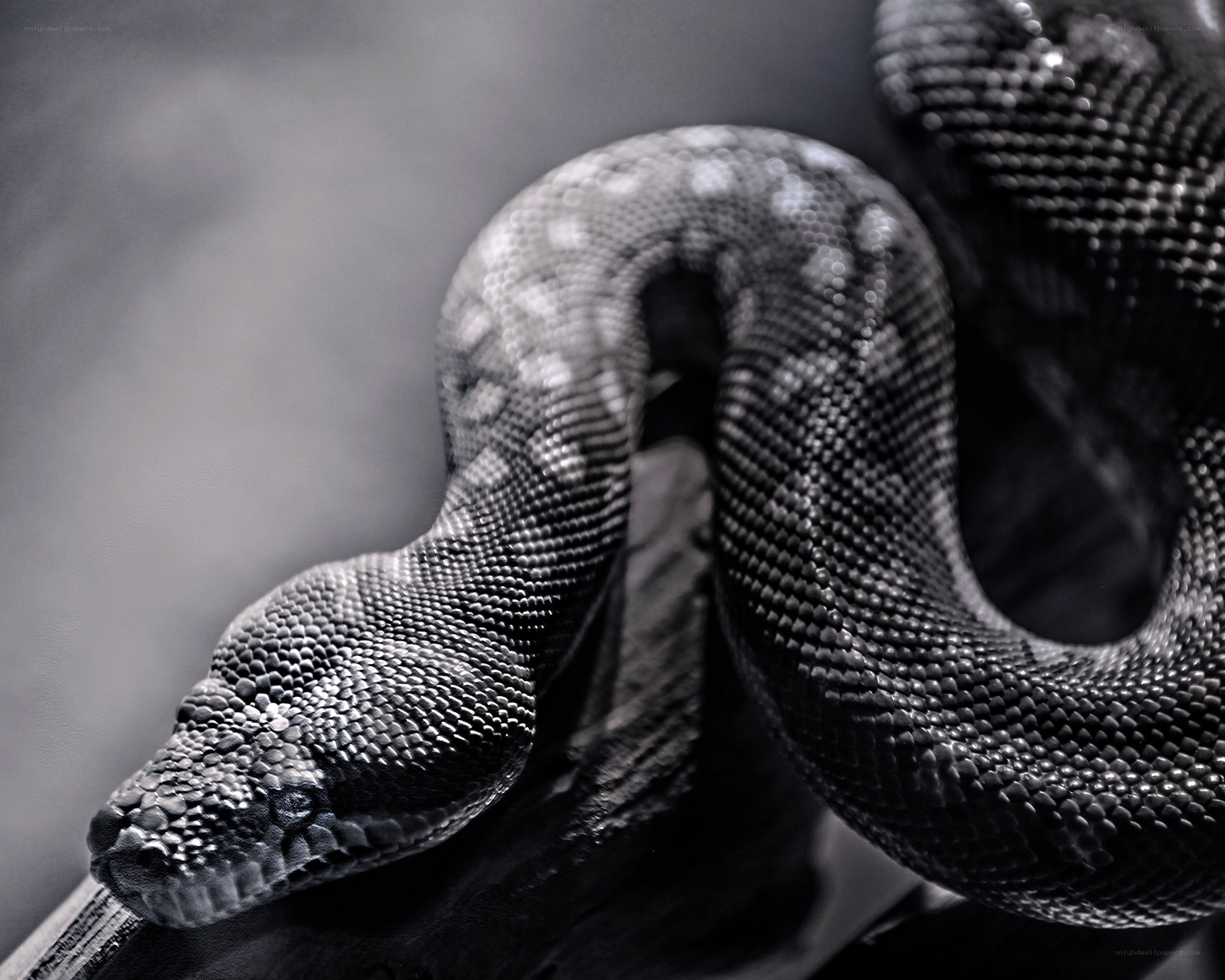 coiled snake in grayscale