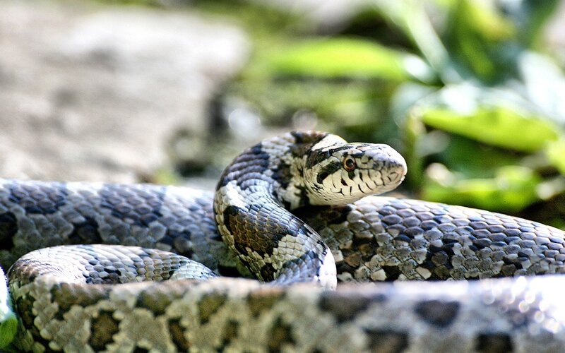 coiled snake in natural setting