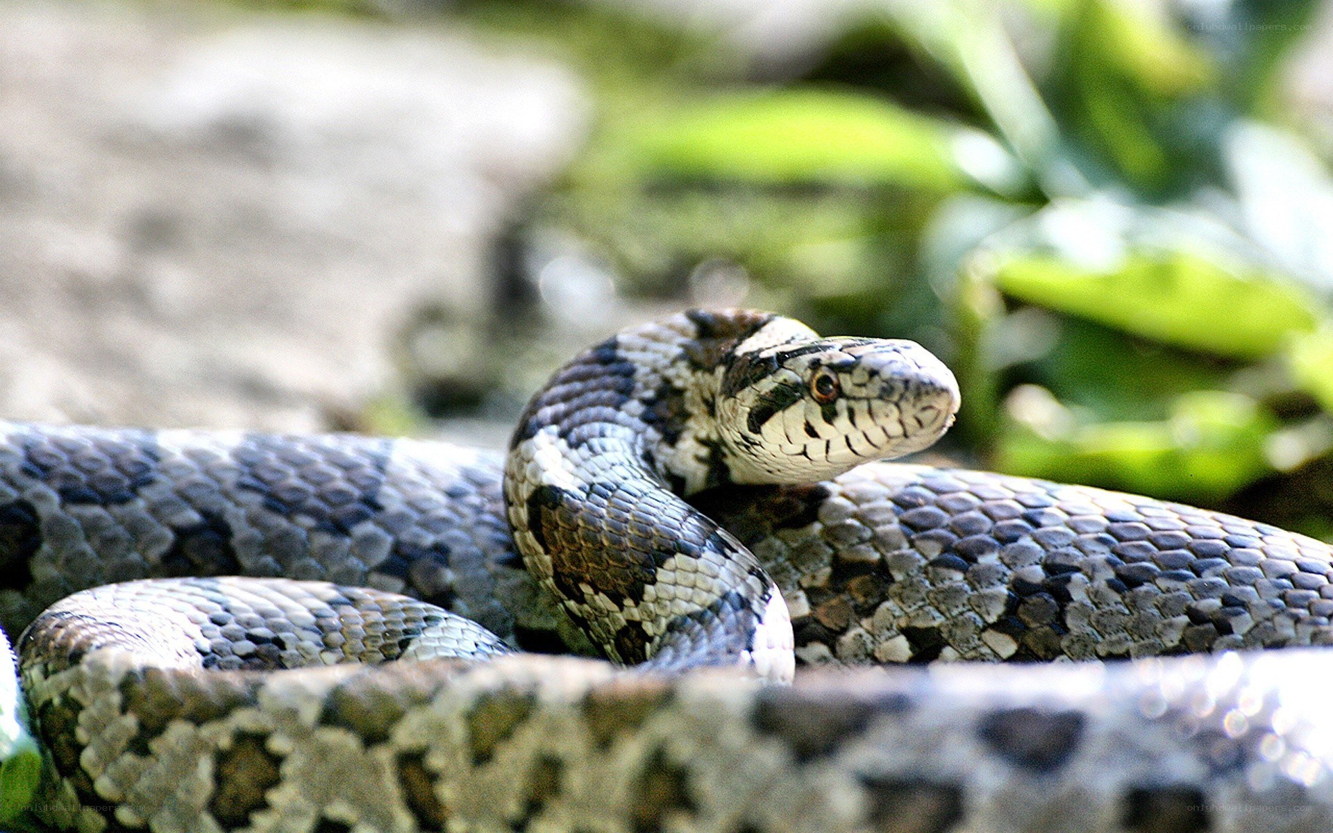 coiled snake in natural setting