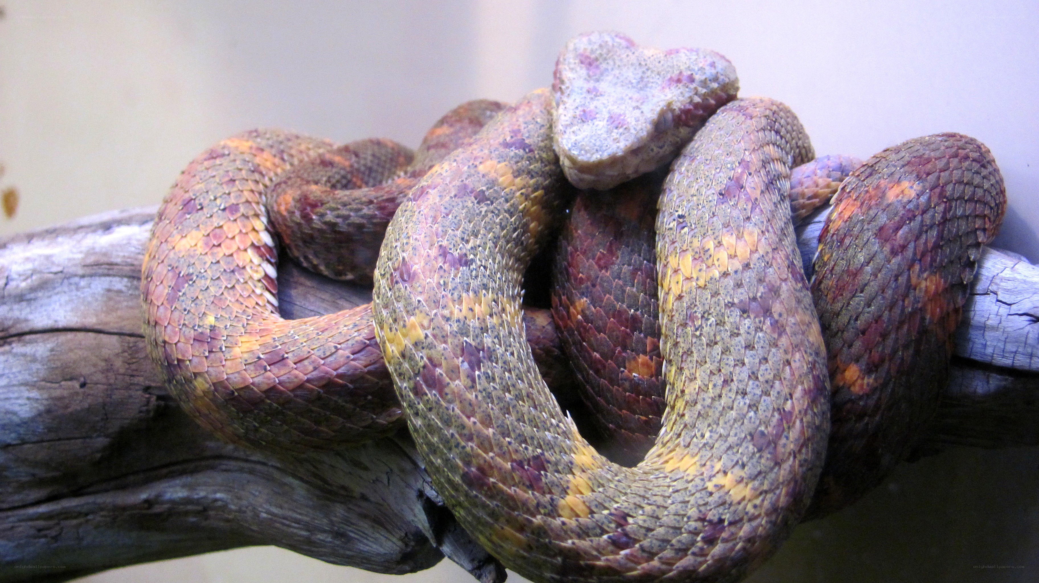 coiled snake on a branch