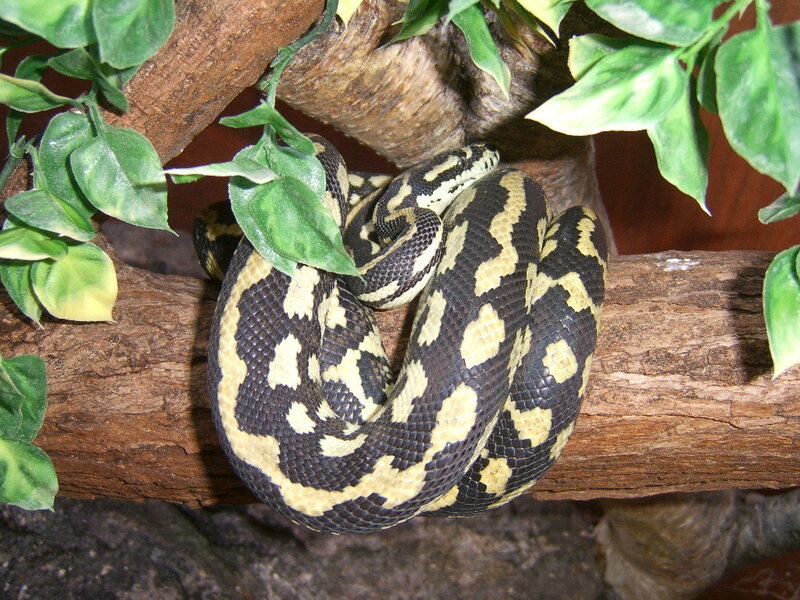 coiled snake on a branch