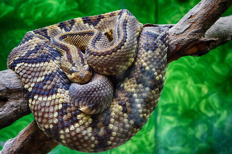 coiled snake on a branch