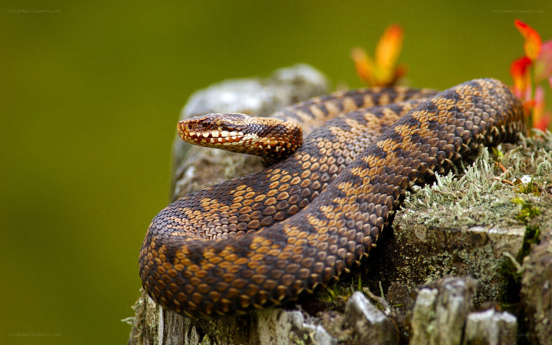 coiled snake on a log