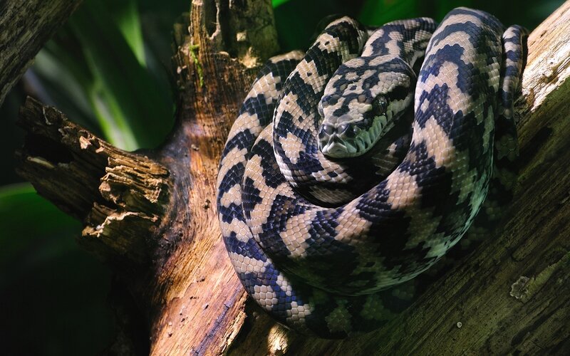 coiled snake on a tree branch