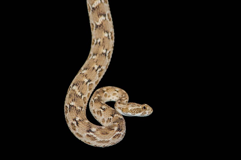 Coiled Snake on Black