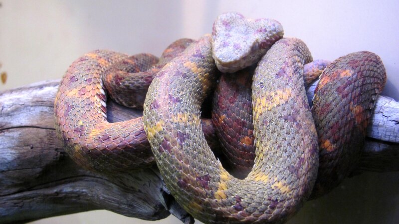 Coiled Snake on Branch
