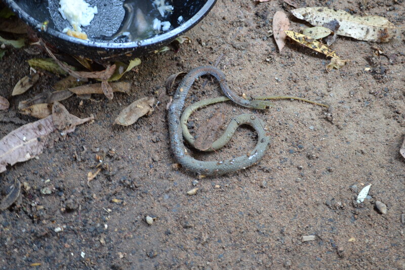 Coiled Snake on Dirt