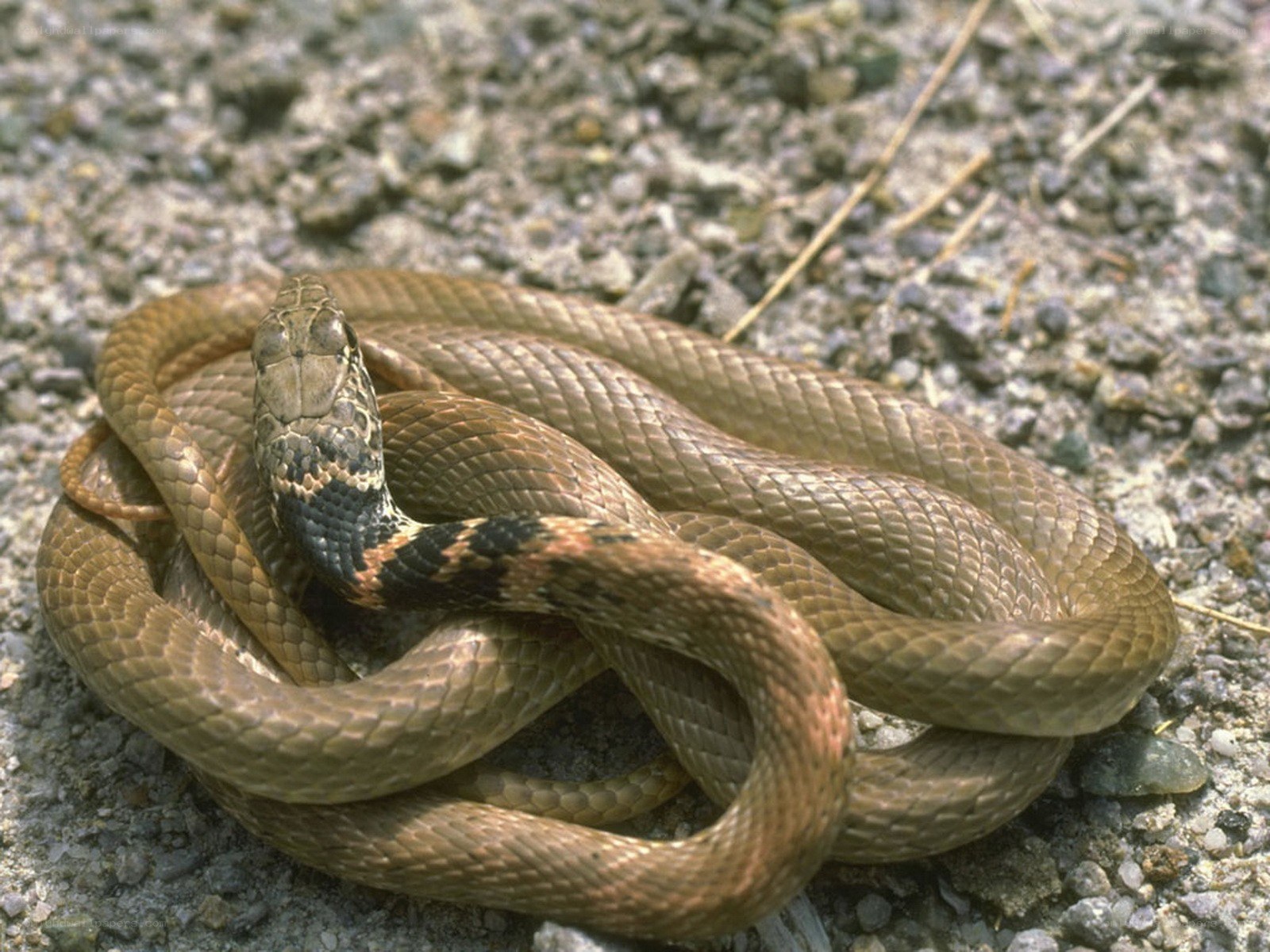 coiled snake on gravel