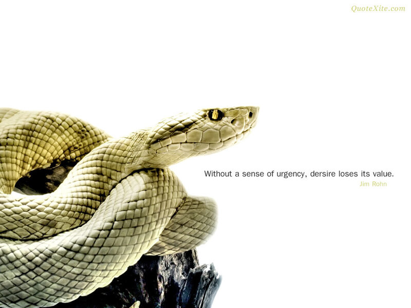 Coiled Snake on Rock — White
