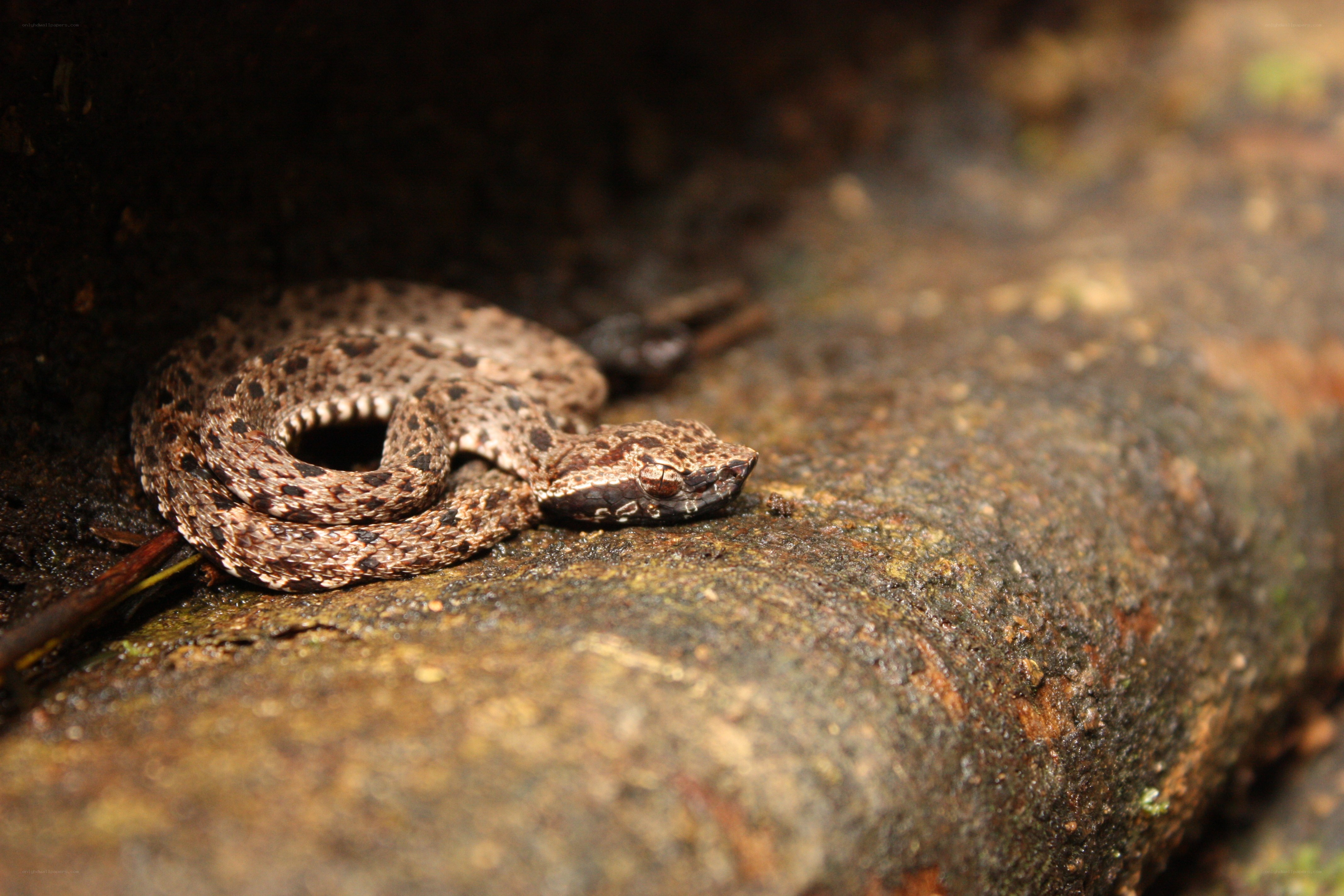 coiled snake on rock