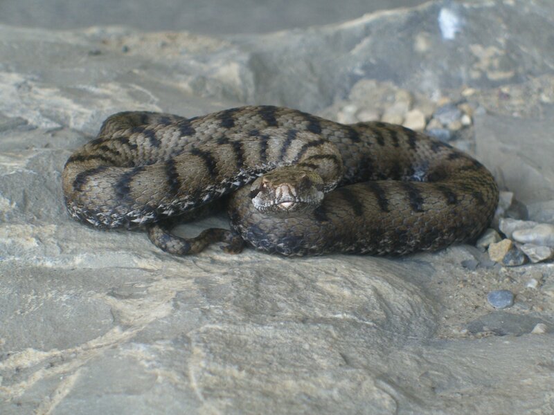coiled snake on rocks