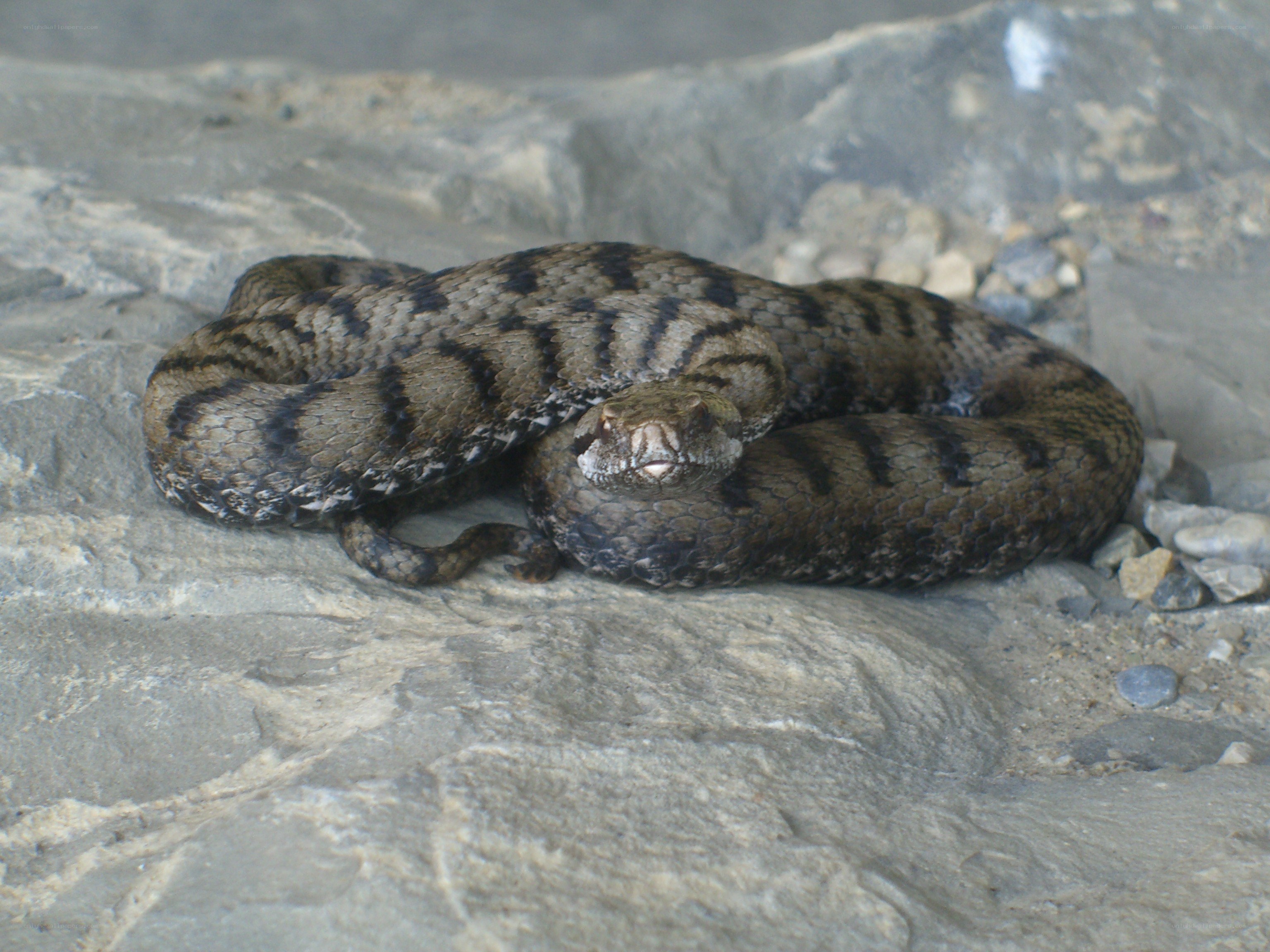 coiled snake on rocks